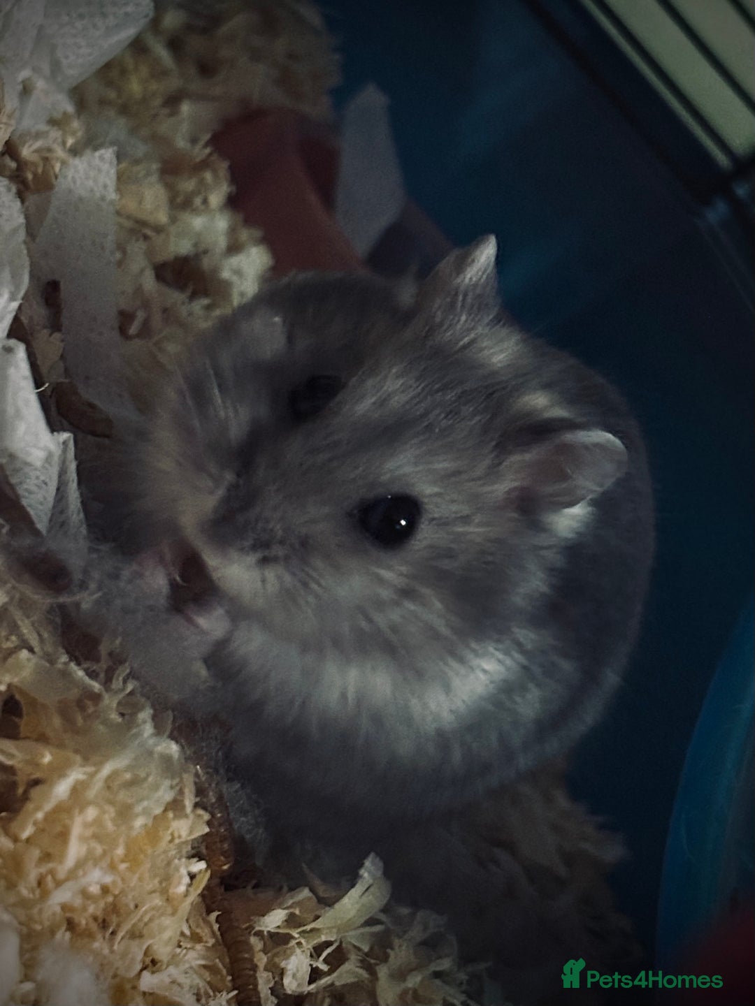 Hamster rodents for sale: Spook is looking for his forever home🏡 - Advert 3