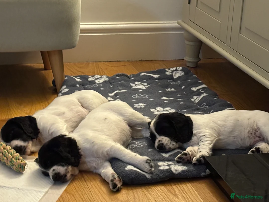 Cocker Spaniel dogs for sale: Working cocker spaniel puppies, Penylan, Cardiff  - Advert 1