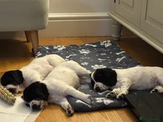 Cocker Spaniel dogs Working cocker spaniel puppies, Penylan, Cardiff - Advert 18