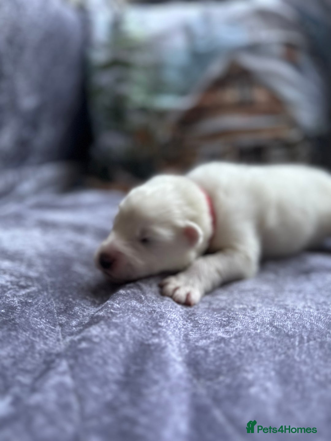 Samoyed dogs for sale: Adorable Samoyed puppies available to reserve!  - Advert 11