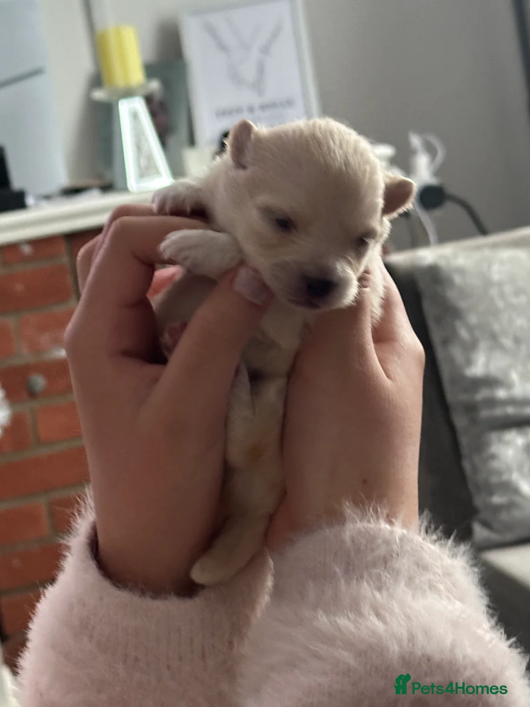 Pomeranian dogs for sale: Beautiful Russian blood line puppies - Advert 2