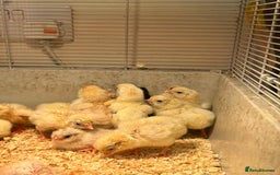 Chickens poultry for sale: Large Fowl Hybrid Chicks For Sale. Day olds  - Image 4