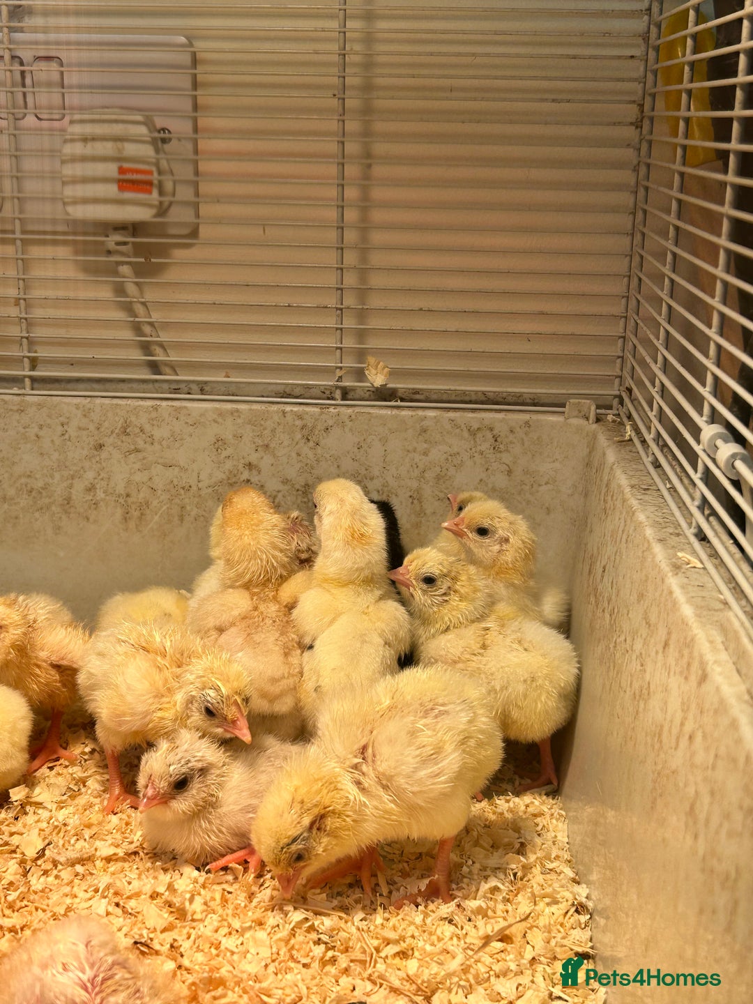 Chickens poultry for sale: Large Fowl Hybrid Chicks For Sale. Day olds  - Image 4