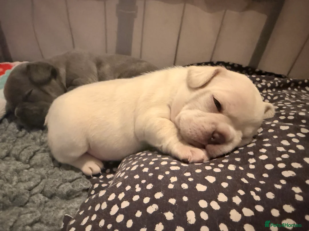 French Bulldog dogs for sale: Platinum girl for sale in North Walsham - Advert 8