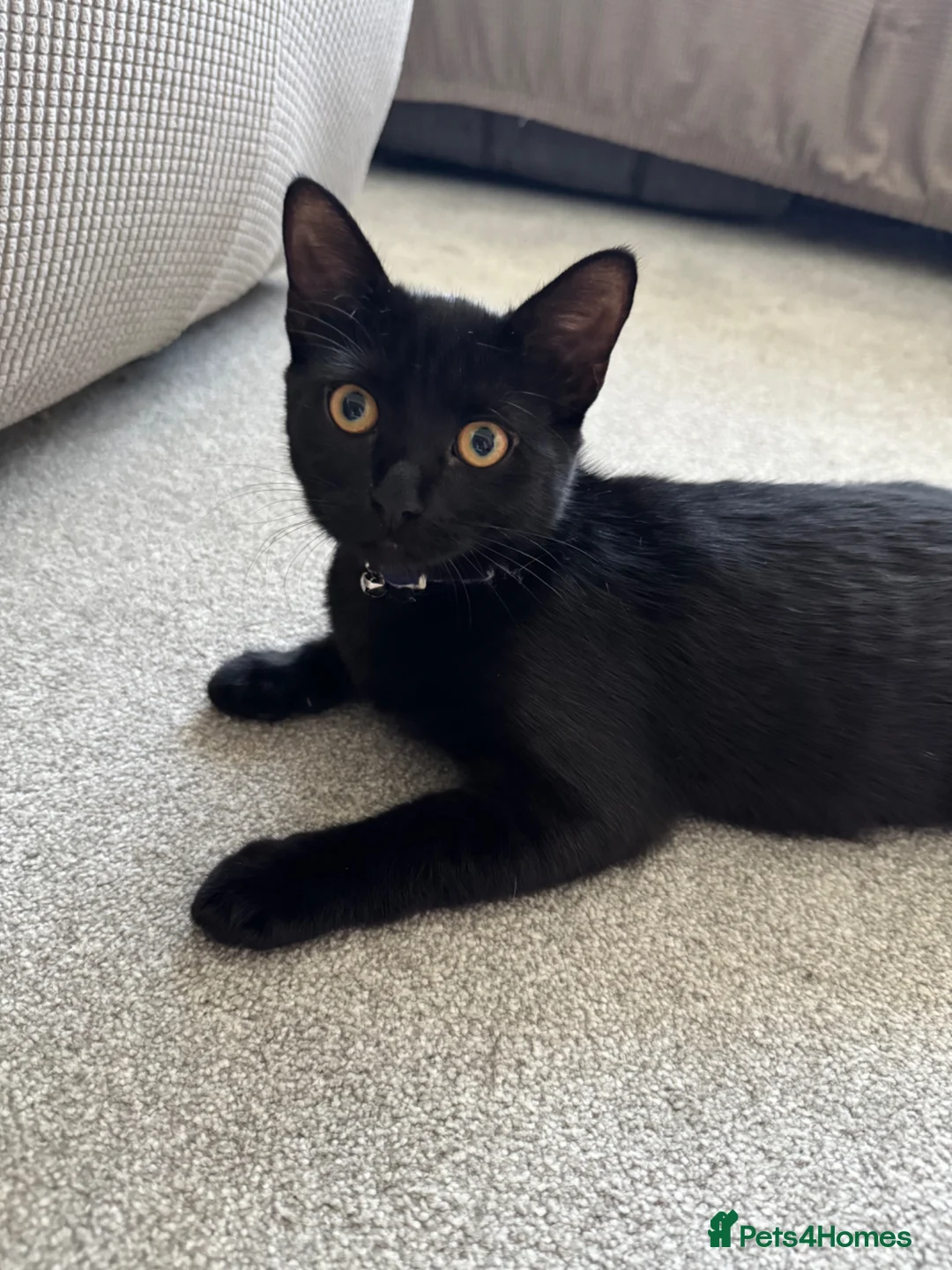 British Longhair cats for sale: 2 kitties for sale  - Advert 10