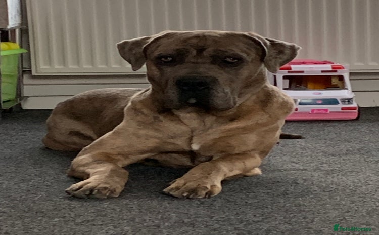 Mixed Breed dogs - Advert 1