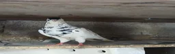 Pigeons birds for sale: Afghni pigeions in Southall - Advert 14