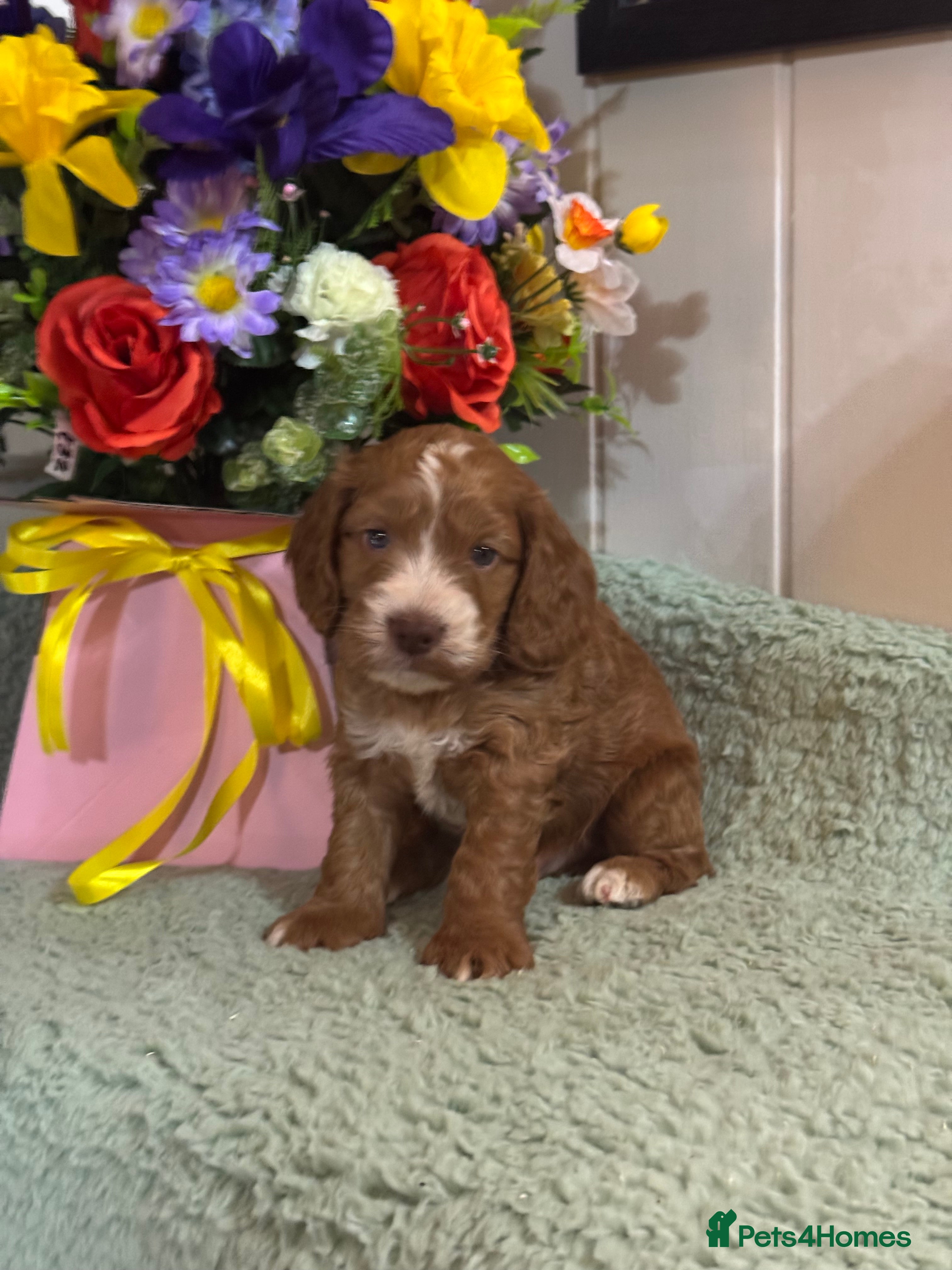 Cockapoo dogs 3 gorgeous f1 Cockerpoo puppies  - Advert 2