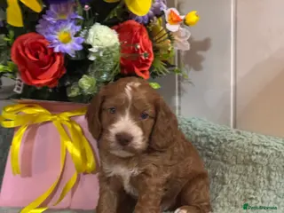 Cockapoo dogs 3 gorgeous f1 Cockerpoo puppies - Advert 2