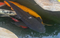 Koi Carp fish for sale: Koi Carp fish/ mixed fish - Image 3