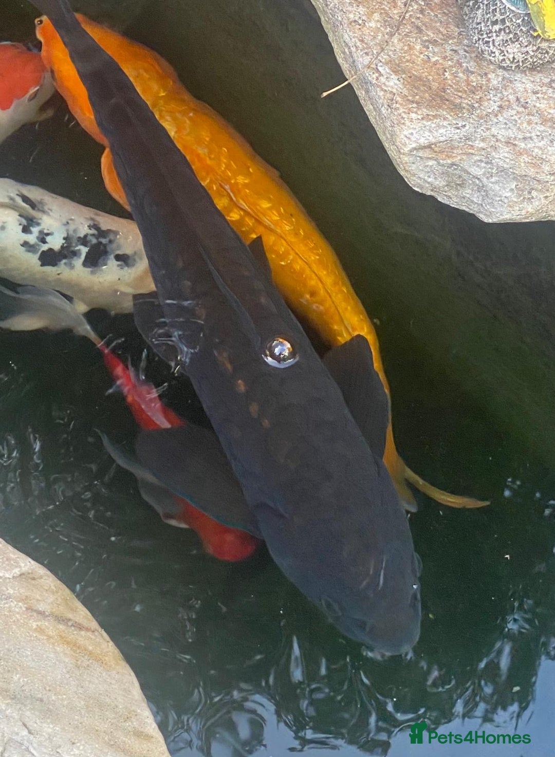 Koi Carp fish for sale: Koi Carp fish/ mixed fish - Image 3