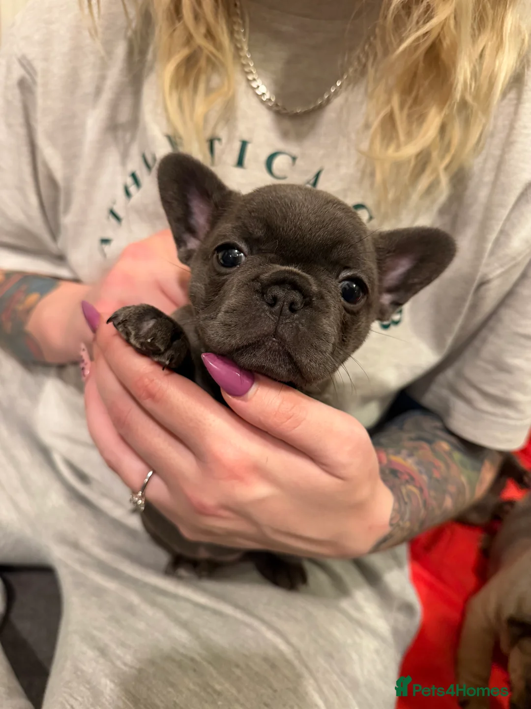 French Bulldog dogs for sale: Multiple colour litters coming in spring 🐶  - Advert 1