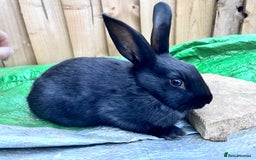 English rabbits for sale: New Zealand cross English babies - Image 8