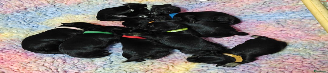 Miniature Schnauzer Puppy 4