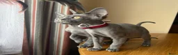 Devon Rex cats for sale: Solid blue pedigree kittens available  - Advert 6