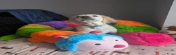 Golden Retriever dogs for sale: Absolutely gorgeous golden retriever puppy in Leicester - Advert 4