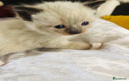 Ragdoll cats for sale: Ragdoll kittens  - Advert 15