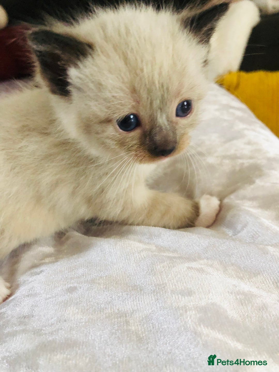 Ragdoll cats for sale: Ragdoll kittens  - Advert 15