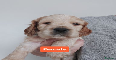 Cocker Spaniel dogs - Advert 12
