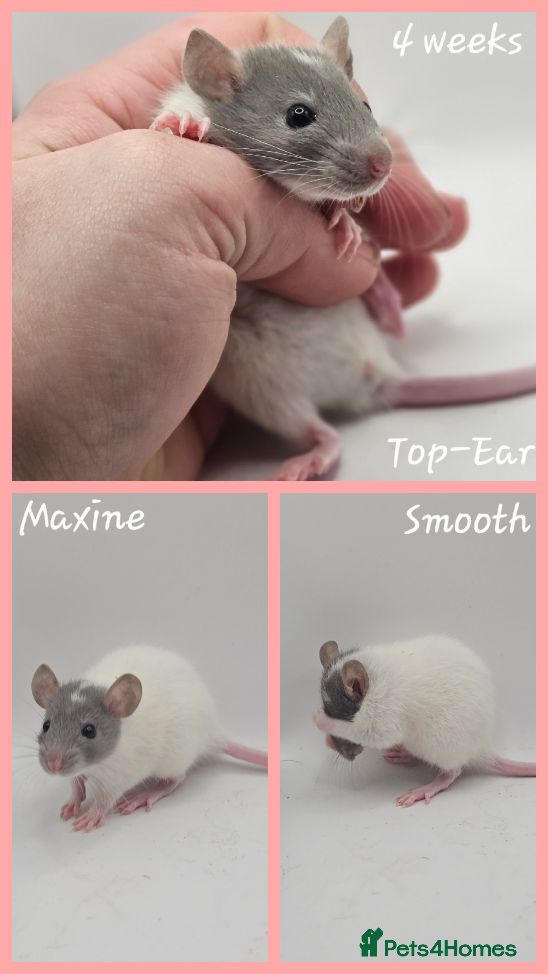 Rat rodents Deansfield Rattery - Rex, Dumbo, Double Rex - Advert 2