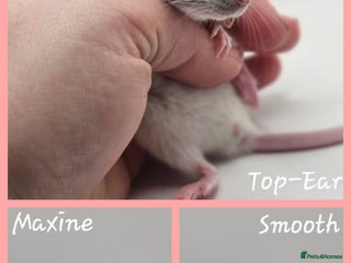 Rat rodents Deansfield Rattery - Rex, Dumbo, Double Rex - Advert 1