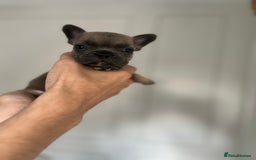French Bulldog dogs for sale: KC Registered French Bulldogs  - Image 9