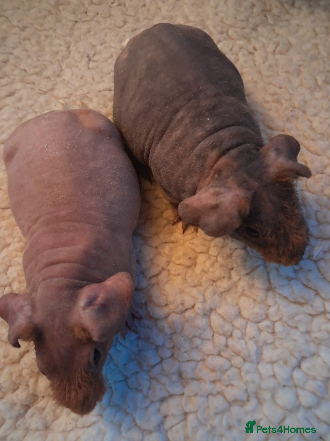 Guinea Pig rodents for sale: BEAUTIFUL BABY SKINNY PIGS  - Advert 2