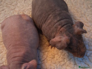 Guinea Pig rodents BEAUTIFUL BABY SKINNY PIGS - Advert 14
