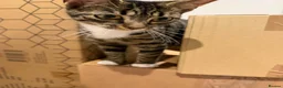 Mixed Breed cats for sale: Tabby x bengal kittens  - Advert 5