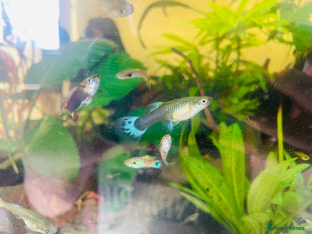 Live Bearers fish for sale: Mixed guppies - Image 7