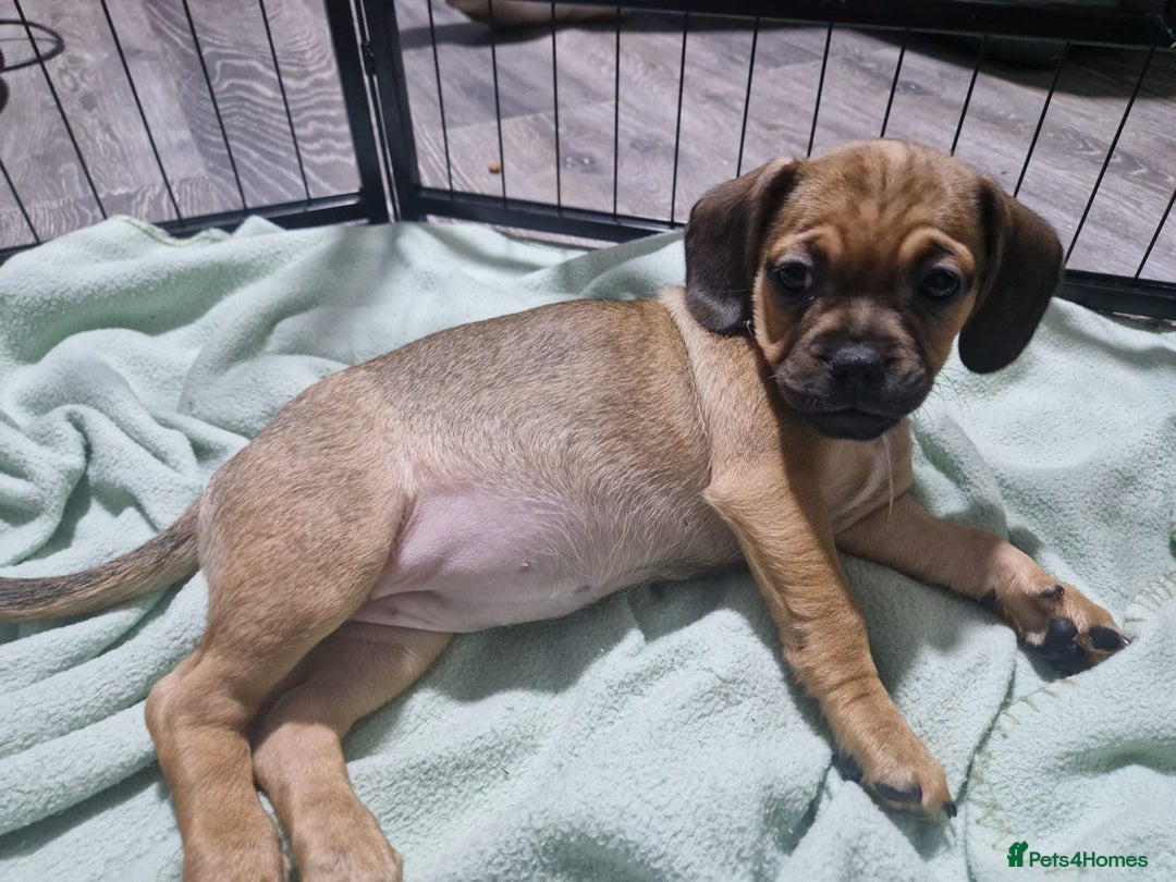 Mixed Breed dogs for sale: Dachshund X Pug - Image 5