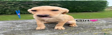 Labrador Retriever 5