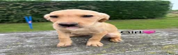 Labrador Retriever dogs for sale: Fox red & Yellow Labrador Puppies  - Advert 29