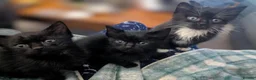 British Longhair cats for sale: Black and white longhair kittens in Ballymena - Advert 2