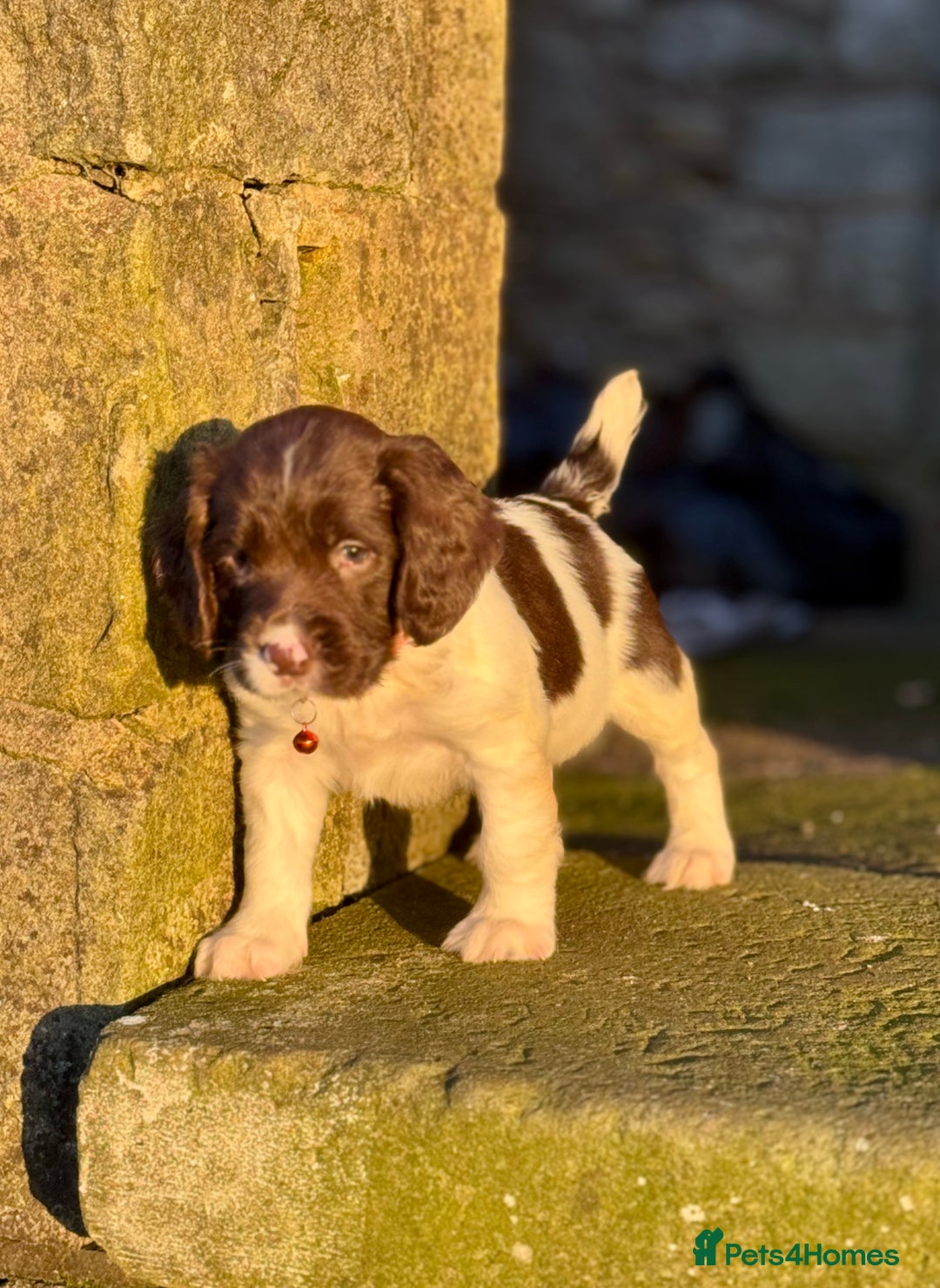 English Springer Spaniel dogs for sale: Beautifully marked, kc registered, legally docked. - Advert 26