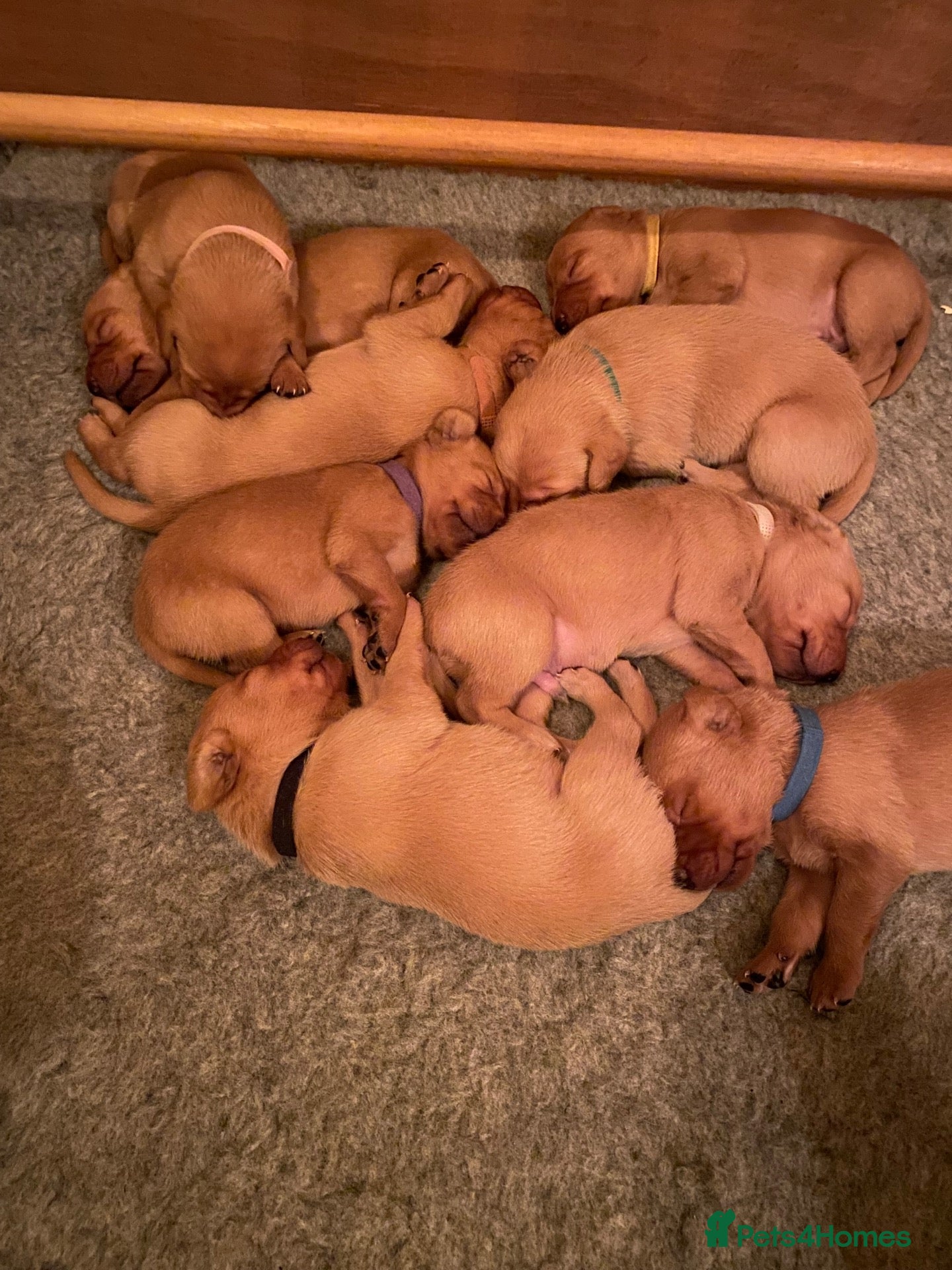 Labrador Retriever dogs for sale: Fox Red Labrador retriever puppies for sale   - Advert 2