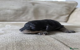 Toy Poodle dogs for sale: KC Tiny Perfect phantom poodles + colours  - Image 1