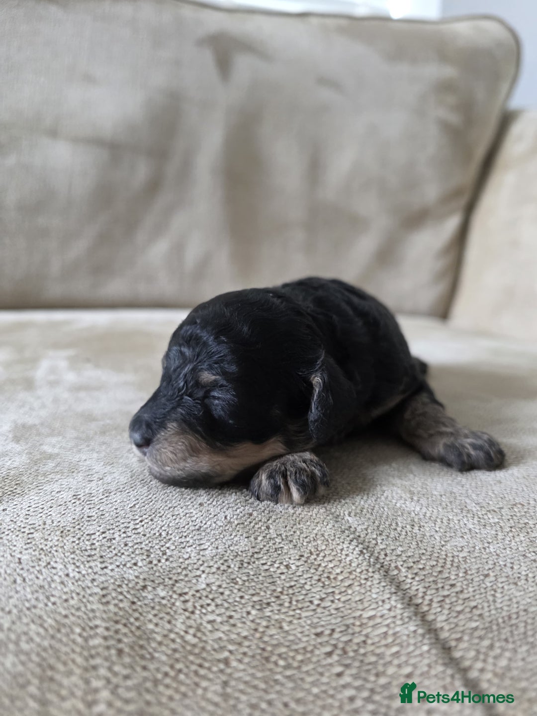 Toy Poodle dogs for sale: KC Tiny Perfect phantom poodles + colours  - Image 1