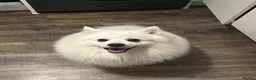 Japanese Spitz dogs for stud: Carlos of Bramley Cottage  in ELY - Advert 7