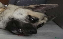 Shepsky dogs for sale: jinx  - Image 3
