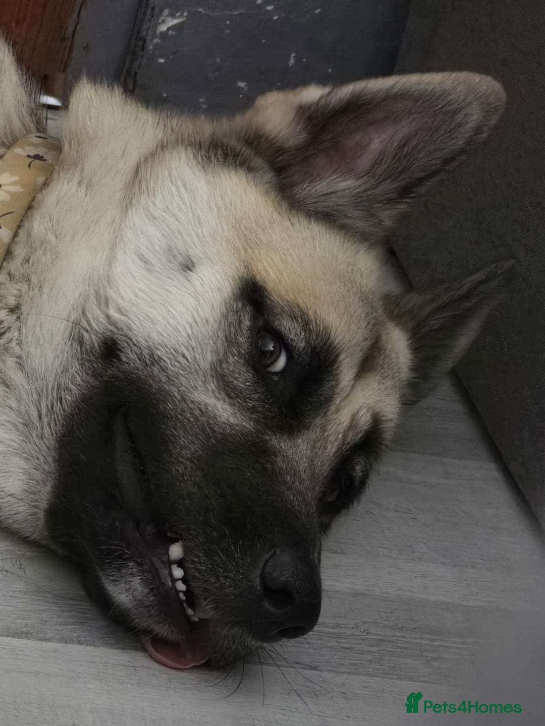 Shepsky dogs for sale: jinx  - Image 3