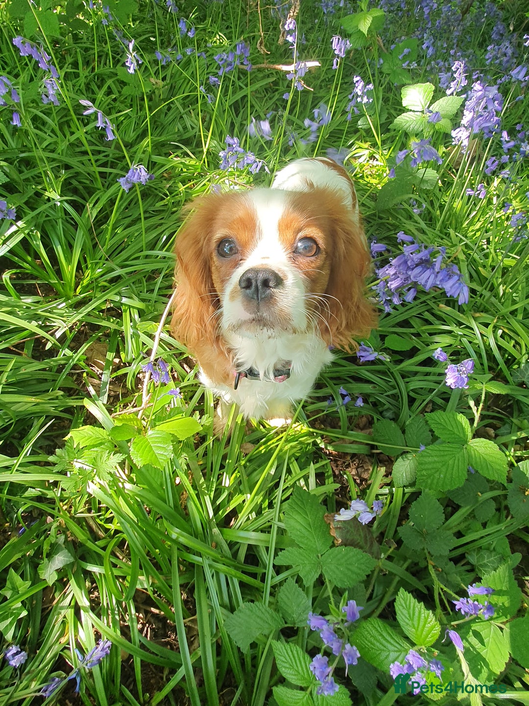 Cavalier King Charles Spaniel dogs for sale: Cavalier king charles girl 8mths  - Image 3