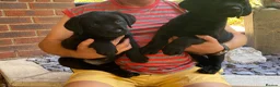 Labrador Retriever dogs for sale: Show champion sired Show bred quality labradors - Advert 3