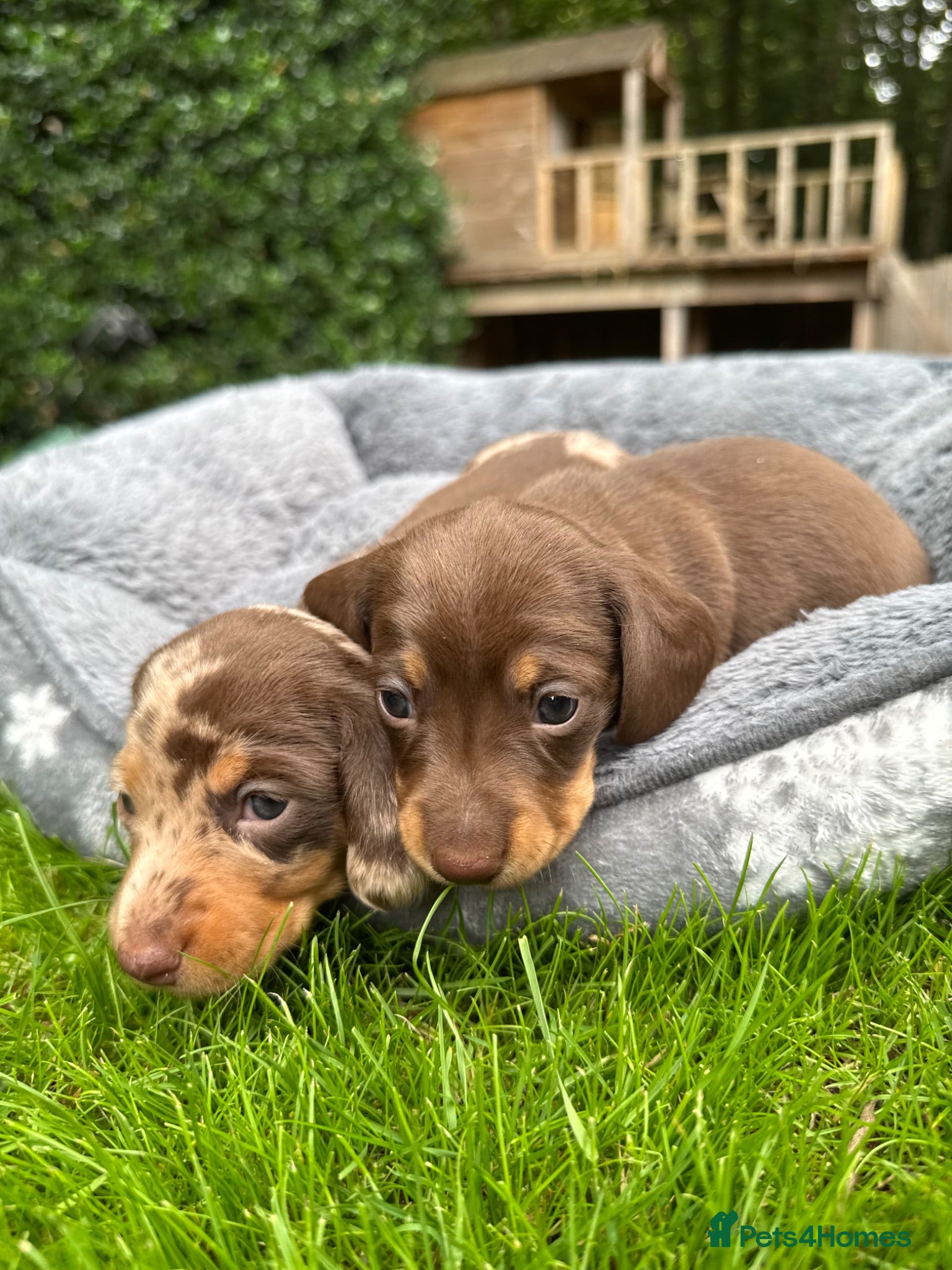 Miniature Dachshund dogs Miniature Dachshunds. PRA clear. 5 star breeder. - Advert 3