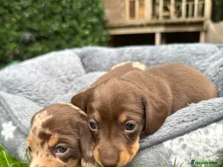 Miniature Dachshund dogs Miniature Dachshunds. PRA clear. 5 star breeder. - Advert 3