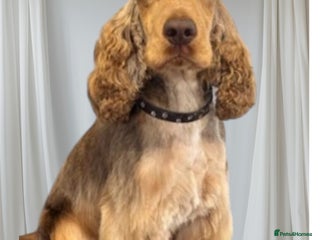 Cocker Spaniel dogs in Prudhoe - Advert 5