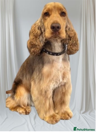 Cocker Spaniel dogs in Prudhoe - Advert 1