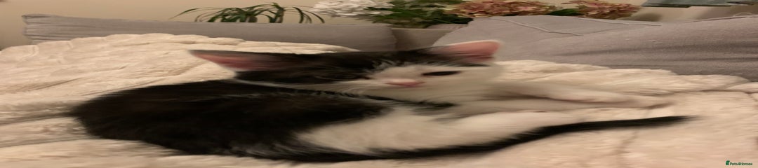 Mixed Breed Kitten 2