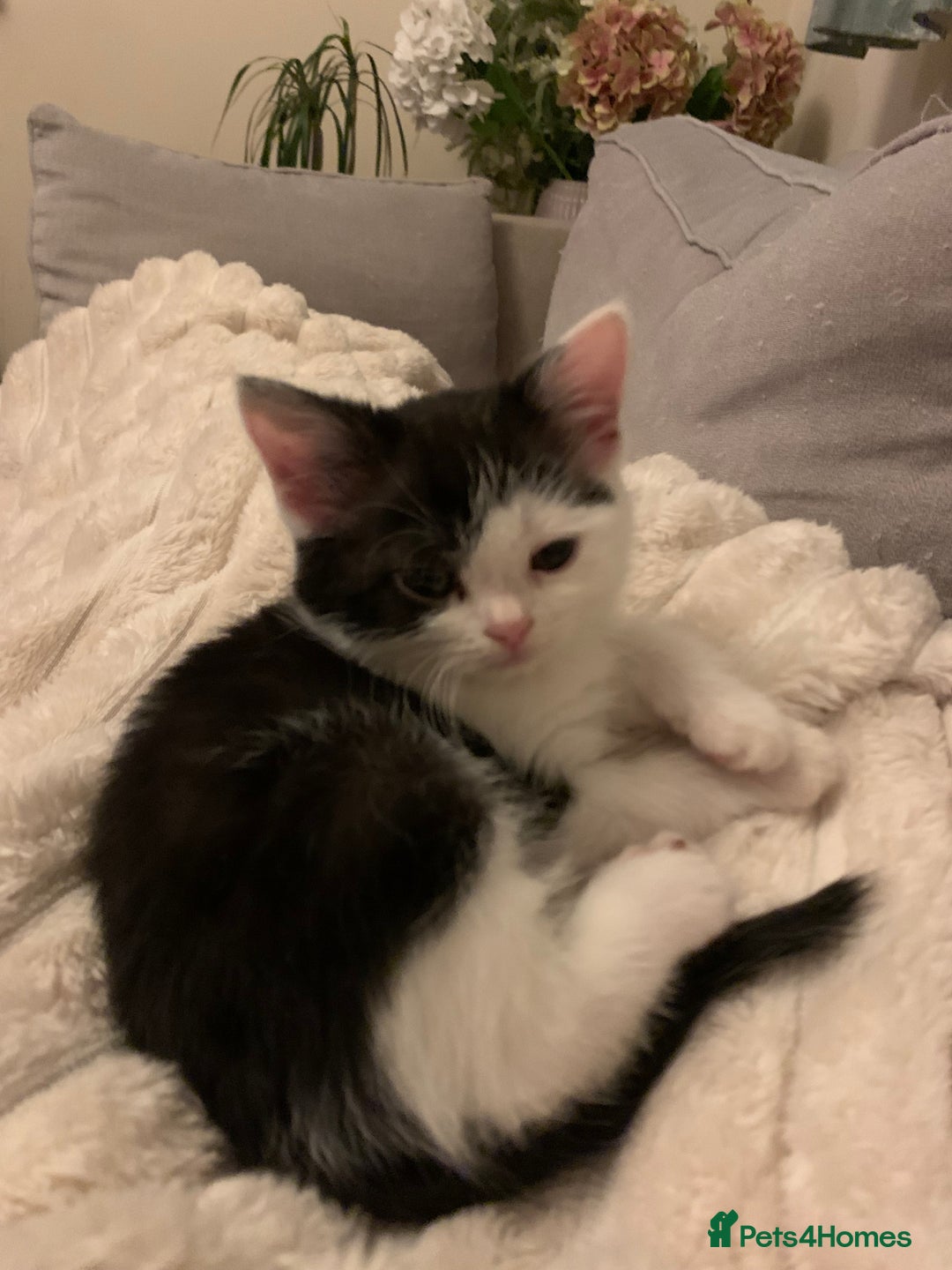 Mixed Breed cats for sale: 2 sweet girls - Advert 6