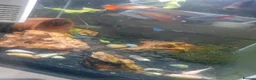 Bettas fish for sale: Fish tank aquarium with pretty fish in Bedford - Advert 2